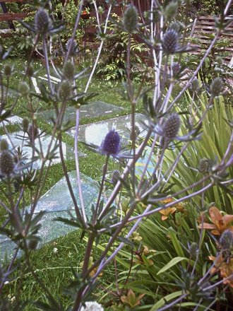 Sea holly 1yr old plant taken 13th July 2008 (Eryngium planum (Sea Holly))