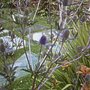 Eryngium planum (Sea Holly)