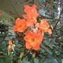 Imag0006