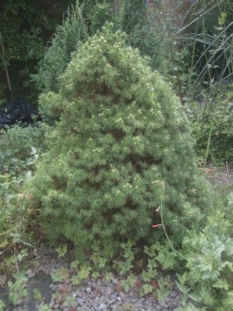 Picea Abies 'Tompa' taken July 13th 2008 (Picea abies (Norway spruce) 'Tompa')