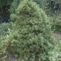 Picea abies (Norway spruce) 'Tompa'