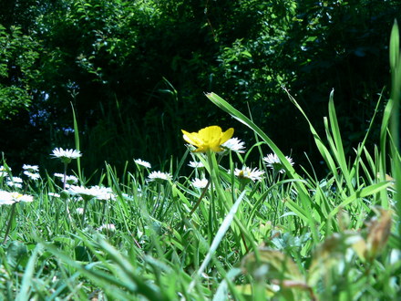On the ground (Ranunculus aconitifolius (Aconite-Leaved Buttercup))