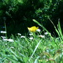 Ranunculus aconitifolius