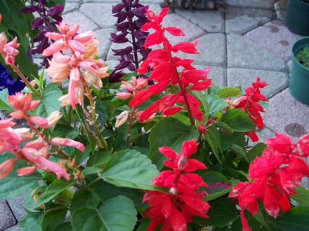 Salvias (Salvia 'Mystic Spires Blue')