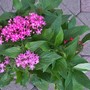Pentas (Pentas lanceolata)