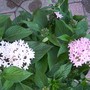 Pentas (Pentas lanceolata)