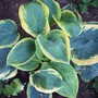 Hosta