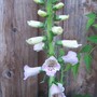 Foxglove