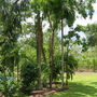 Garden11