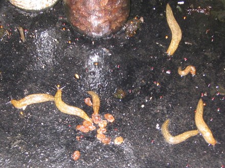 Ghost slugs in Yorkshire?