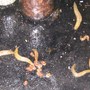 Gar25_008
