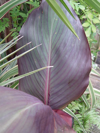 Canna July 2008.