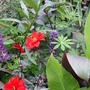 Garden__july__14th__2008