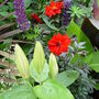 Exotic planting. July 2008.