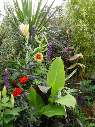  The exotic garden. July 14th 2008