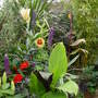  The exotic garden. July 14th 2008