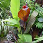 Exotic planting scheme.July 2008.