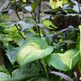 Hosta and Dahlia 'Clarion'. July 14th 2008.