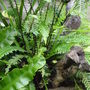 Blechnum spicant