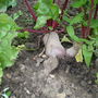 MY BEETROOT IN MY ALLOTMENT