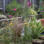 A garden flower photo