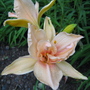 Rainy Day Lillies!