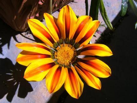 Gazania 