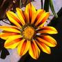 Gazania "Tiger stripe"