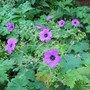 Hardy Geranium