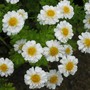 Feverfew
