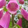 Fox Glove