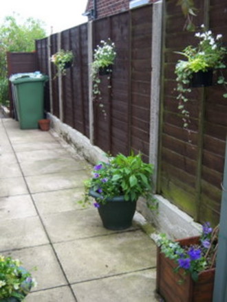 A garden flower photo