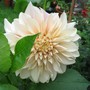 Dahlia  (Dahlia)