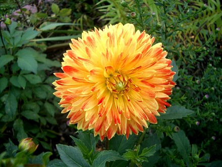 Pretty dahlia