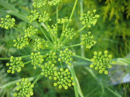 Fennel  (Fennel)