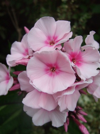Pink Phlox. (Phlox paniculata (Perennial phlox))