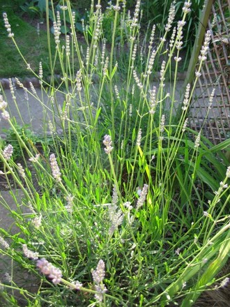 Lavender (Lavender)