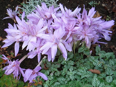Colchicum autumnale (Colchicum autumnale)
