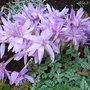 Colchicum_autumnale
