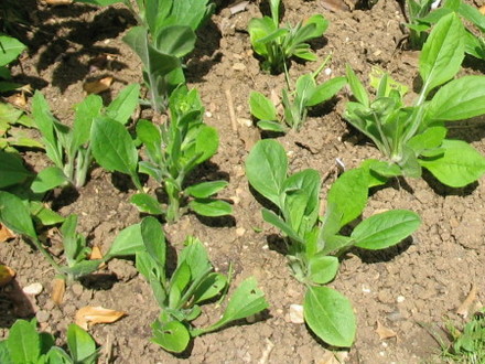 Rudbeckia Prairie Sun (Rudbeckia alpicola)