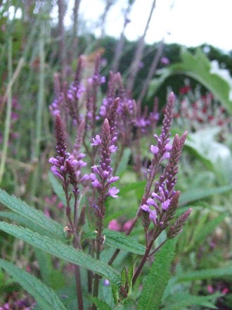 Verbena hastata 'Purple Spires' (Verbena hastata (Blue Vervain))