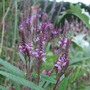 Verbena hastata 'Purple Spires' (Verbena hastata (Blue Vervain))