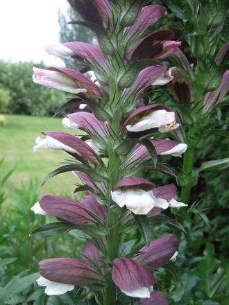 Acanthus spinosus (Acanthus spinosus (Bear's breeches))