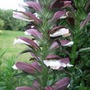 Acanthus