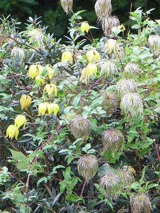 Clematis tangutica 'Helios' (Clematis tangutica)