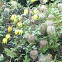 Clematis_tangutica__helios_
