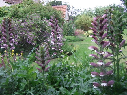 Through the Acanthus (Acanthus spinosus (Bear's breeches))