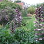 Through_the_acanthus