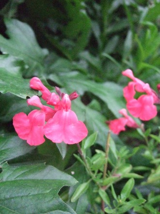 Salvia greggii 'Rosea' (Salvia greggii 'Rosea')