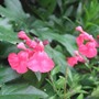 Salvia_greggii__rosea__2